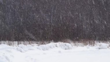 Kış günü kar yağışı. Kış karışık ormanı Kış manzarası 4k uhd