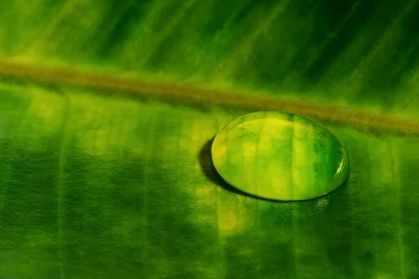 Gota de agua sobre hoja verde de Ficus Rubber fig. Primer plano del arbusto de goma con gota de lluvia — Foto de Stock