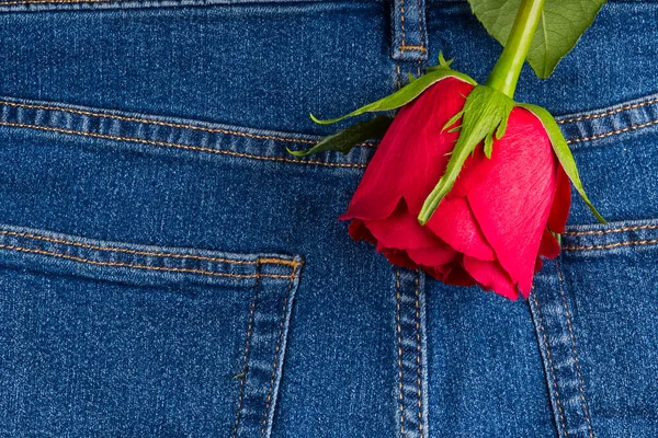 Rosa rossa su tessuto denim blu. primo piano, concetto di valentines — Foto Stock