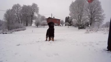 Kar tatilinde köpekle oynamak.