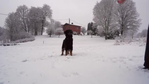 Jugando con perro en día de nieve al aire libre — Vídeos de Stock