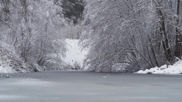 Chute de neige le jour d'hiver. hiver forêt mixte Hiver paysage 4k uhd — Video