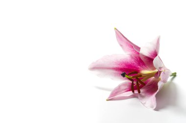 Beyaz arkaplanda izole edilmiş bir Pembe zambak çiçeği başı.