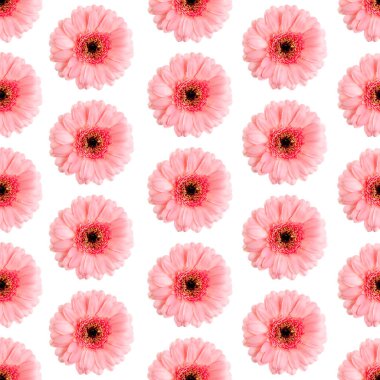 Pembe Gerbera 'nın kusursuz deseni. Germini fotoğrafı kusursuz bir kalıba dönüştürüldü. Papatya çiçeği çiçek arkaplanı, hediye paketi, tekstil deseni, duvar kağıtları, parmak izleri.