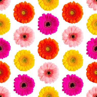 Beyaz üzerinde renksiz Gerbera deseni. Germini fotoğrafı kusursuz bir kalıba dönüştürüldü. Papatya çiçeği çiçek arkaplanı, hediye paketi, tekstil deseni, duvar kağıtları, parmak izleri.