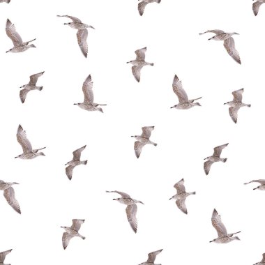 Uçan genç martılarla kusursuz bir desen. Genç kutup martıları beyazı izole eder.
