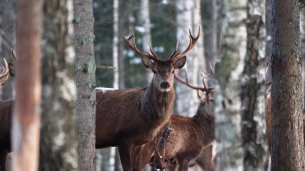 Red deer in winter forest. wildlife, Protection of Nature. Raising deer in their natural environment — Stock Video