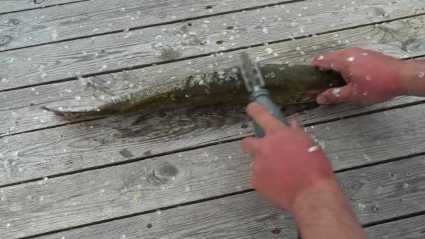 Rybář čistí chycené štikovité ryby na starém dřevěném stole. Čistící štika s elektrickým rybím škálovačem — Stock video