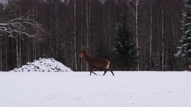 Kış ormanında kızıl geyik. Vahşi yaşam, doğayı koruma. Doğal ortamlarında geyik yetiştiriyorlar. — Stok video