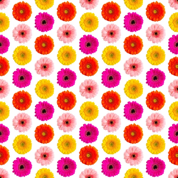 Seamless pattern of colorful gerbera on a white Germini photo converted into a seamless pattern