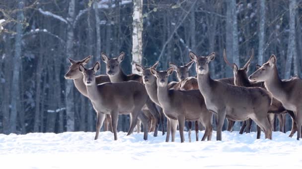 红鹿在冬天的森林里野生动物，保护自然。在自然环境中饲养鹿群 — 图库视频影像