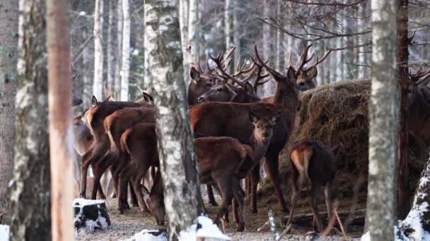 Ciervo rojo en el bosque de invierno. fauna, protección de la naturaleza. Criar ciervos en su entorno natural — Vídeo de stock