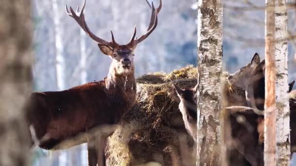 Czerwony jeleń w zimowym lesie. dzika przyroda, ochrona przyrody. Hodowla jeleni w ich naturalnym środowisku — Wideo stockowe