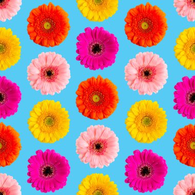 Mavi üzerinde renksiz Gerbera deseni. Germini fotoğrafı kusursuz bir kalıba dönüştürüldü