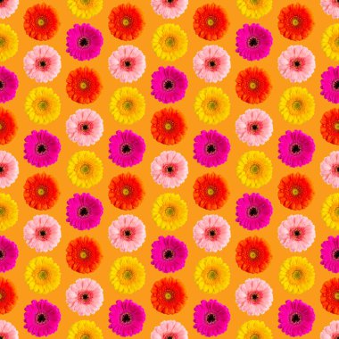 Beyaz bir Germini fotoğrafında pürüzsüz bir Gerbera deseni, pürüzsüz bir desene dönüştü.