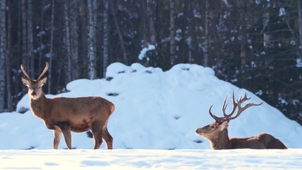 Red deer in winter forest. wildlife, Protection of Nature. Raising deer in their natural environment — Stock Video