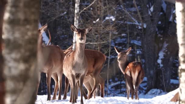 Красный олень гуляет по зимнему лесу. дикая природа, выращивание оленей в естественной среде обитания — стоковое видео