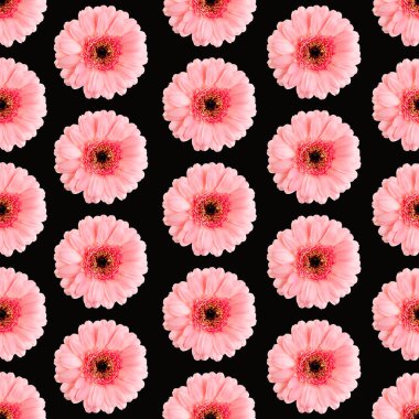 Siyah üzerinde kusursuz pembe gerbera deseni. Germini fotoğrafı kusursuz bir kalıba dönüştürüldü