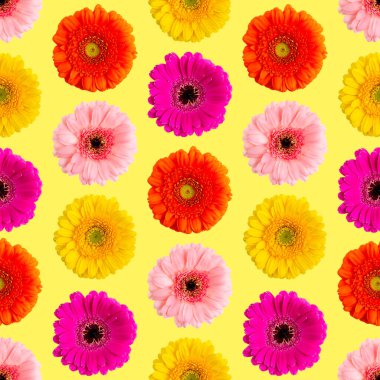 Sarının üzerinde renksiz Gerbera deseni var. Germini fotoğrafı kusursuz bir kalıba dönüştürüldü