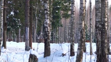 Kızıl geyik kış ormanında yürüyor. Doğal ortamlarında geyik yetiştirmek.