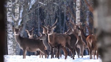 Kış ormanında kızıl geyik. Vahşi yaşam, doğayı koruma. Doğal ortamlarında geyik yetiştiriyorlar.