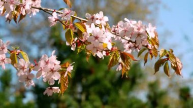 Kiraz çiçeği ya da ağaç arka planında Sakura çiçeği