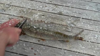 Balıkçı, eski ahşap masadaki balık avını temizliyor. Elektrikli balık puluyla turna balığı temizliyorum.