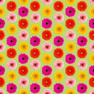 Beyaz bir Germini fotoğrafında pürüzsüz bir Gerbera deseni, pürüzsüz bir desene dönüştü.