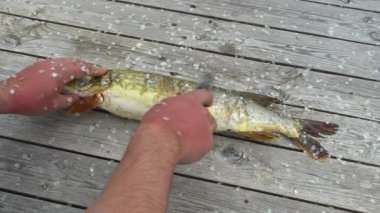 Balıkçı, eski ahşap masadaki balık avını temizliyor. Elektrikli balık puluyla turna balığı temizliyorum.