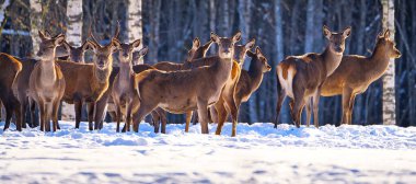 Kış ormanında kızıl geyik, ulusal park. Vahşi yaşam, doğa koruma. Soğuk bir kış gününde Cervus Elaphus