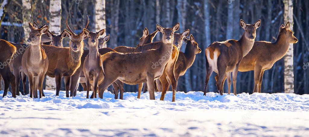 Red deer in the winter forest, national park. wildlife, nature conservation. Cervus elaphus on a cold winter day