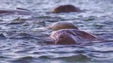 Baltık Denizi Granit Taşı Sahili, Estonya, Viimsi. Baltık Denizi 'ne taşlarla güzel denize bak 