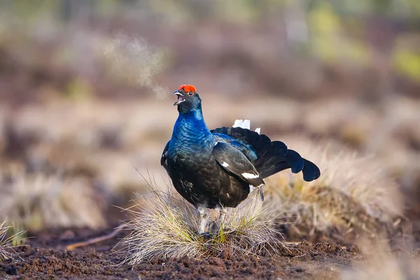 Lekking urogallo negro en pantano listo para la lucha. Colores primaverales de páramos con urogallo negro, blackcock, Black Grouse lek —  Fotos de Stock