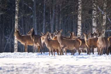 Kış ormanında kızıl geyik, ulusal park. Vahşi yaşam, doğa koruma. Soğuk bir kış gününde Cervus Elaphus