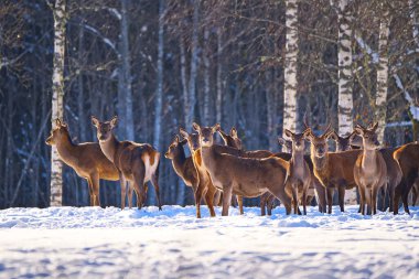 Kış ormanında kızıl geyik, ulusal park. Vahşi yaşam, doğa koruma. Soğuk bir kış gününde Cervus Elaphus