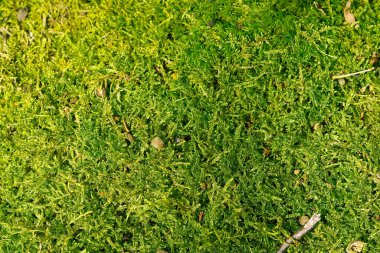 Bahar ormanında yeşil liken dokusu. Ormanda makro yeşil yosun.