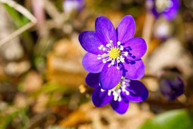 Hepatica ormanında çiçek açarak. Hepatit nobilis veya Anemone hepatika korunan türler tıbbi bitki