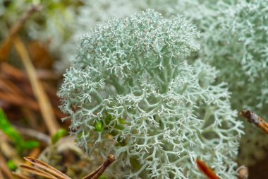 Bahar ormanında yeşil liken dokusu. Ormanda makro yeşil yosun.
