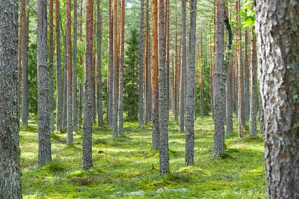 Foresta di pini. bella foresta di pini primaverili in Estonia — Foto Stock