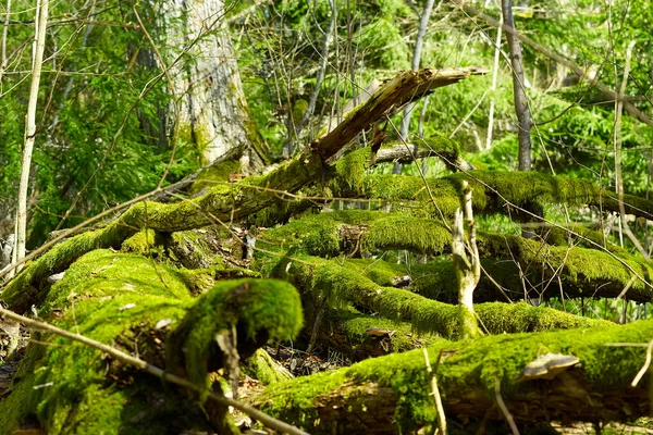 Padlé staré stromy pokryté zeleným mechem v jarním lese — Stock fotografie
