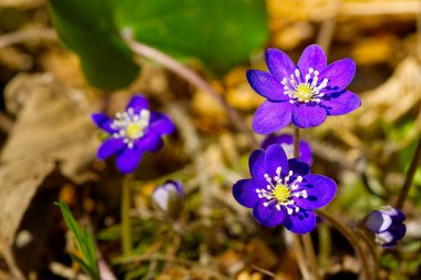 Hepatica ormanında çiçek açarak. Hepatit nobilis veya Anemone hepatika korunan türler tıbbi bitki