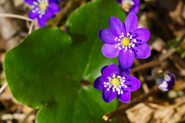 森林の紫色の肝斑に開花します。肝性nobilisまたはAnemone肝保護種｜医学植物 — ストック写真