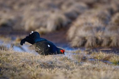 Sabah bataklığında kara orman tavuğu yalamak. Bozkırların bahar renkleri siyah orman tavuğu, siyah horoz, kara tavuk leki, bataklık