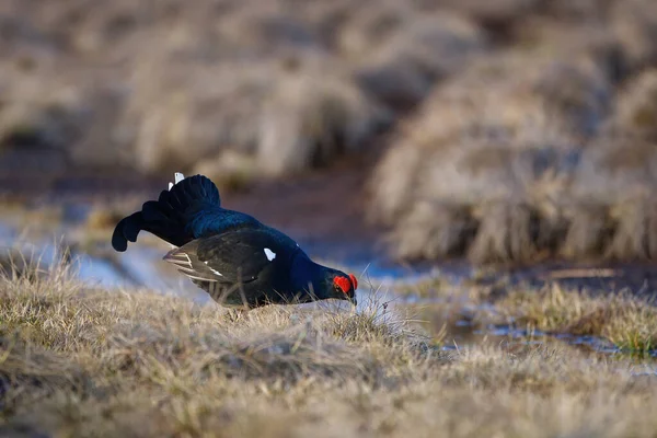 Sabah bataklığında kara orman tavuğu yalamak. Bozkırların bahar renkleri siyah orman tavuğu, siyah horoz, kara tavuk leki, bataklık