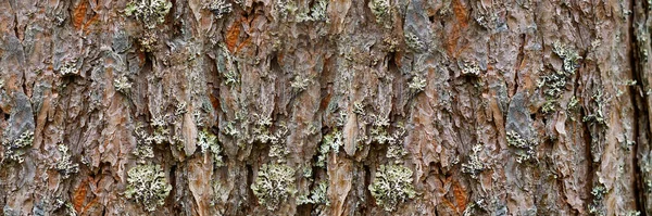 Textura del pino nórdico, corteza. Estructura natural de la corteza de pino. Contexto —  Fotos de Stock