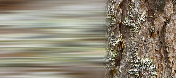 Textuur van de Noordse dennen, schors. Natuurlijke structuur van dennenboomschors. Achtergrond — Stockfoto