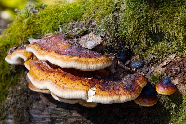 Red Banded Polypore tumbuh di pohon yang ditutupi oleh lumut hijau di hutan. Jamur parasit tumbuh di pohon seperti virus Fomitopsis pinicola — Stok Foto