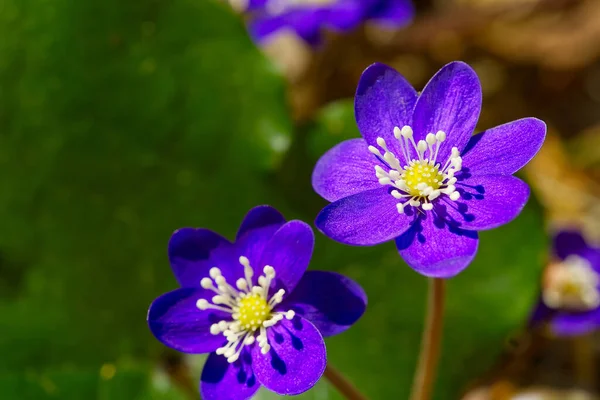 森林の紫色の肝斑に開花します。肝性nobilisまたはAnemone肝保護種｜医学植物 — ストック写真