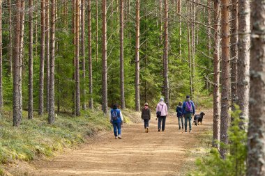 Aile bahar ormanlarında yürüyor. Tüm aile için ormanda yürüyüş patikaları. sağlıklı yaşam tarzı