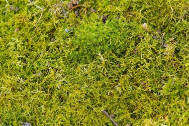 Bahar ormanında yeşil liken dokusu. Ormanda makro yeşil yosun.